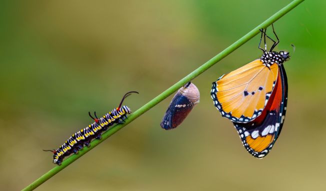 A caterpillar showing stages growing into a butterfly on a green leaf.