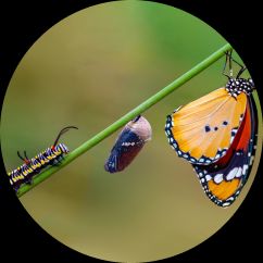 A caterpillar showing stages growing into a butterfly on a green leaf.