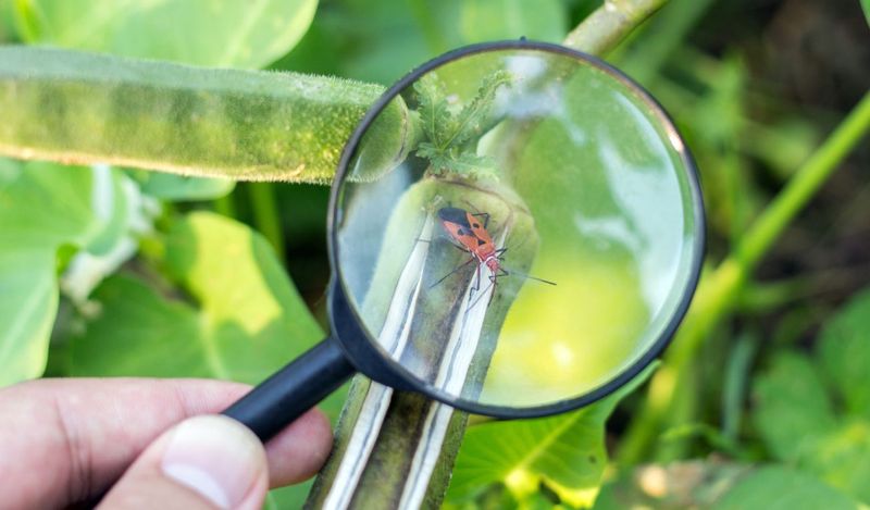 Image of a green plant with a magnifine glass focused on finding a bug.