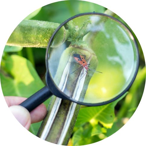 A complete pragmatic guide to exploratory testing. Image of a green plant with a magnifine glass focused on finding a bug.